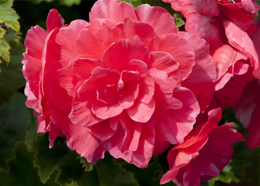 Begonia x tuberhybrida