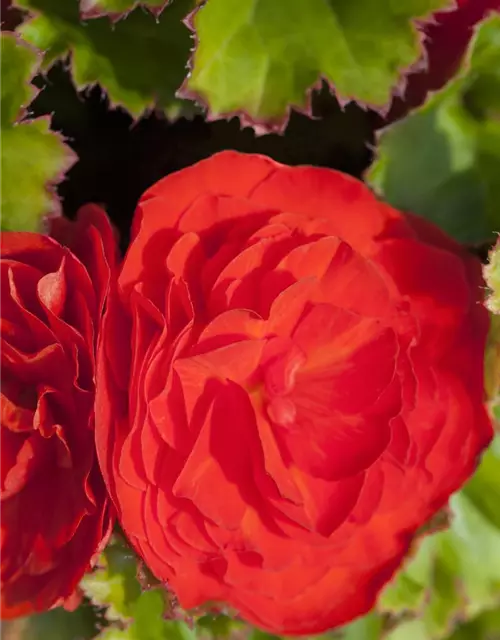 Begonia x tuberhybrida