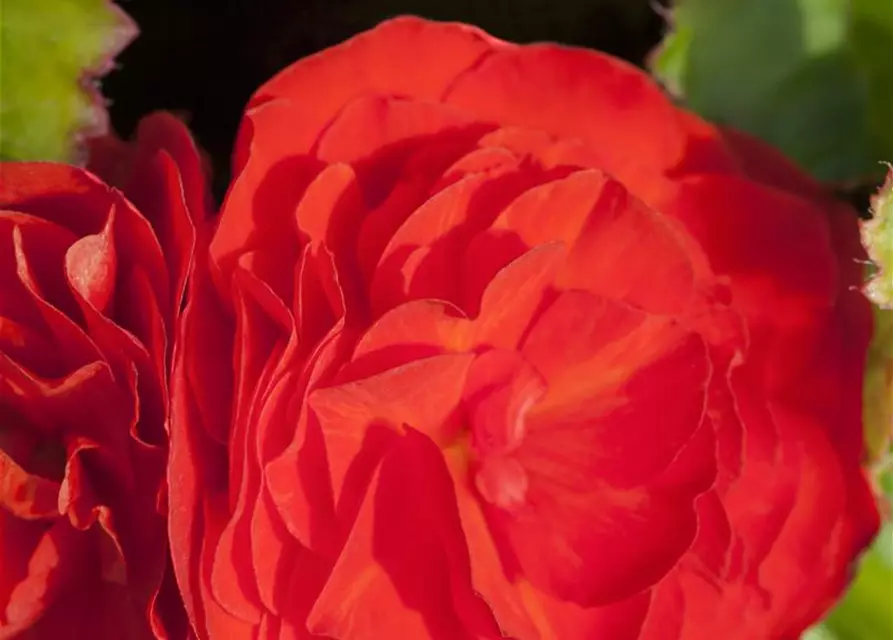 Begonia x tuberhybrida