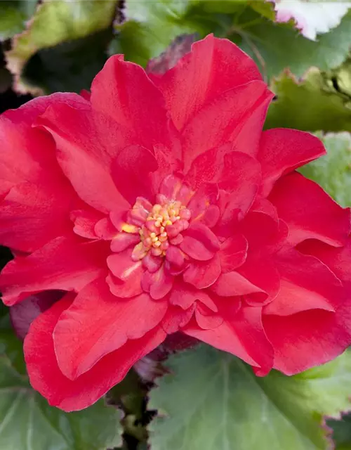 Begonia x tuberhybrida