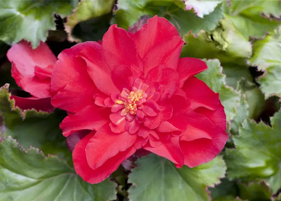 Begonia x tuberhybrida