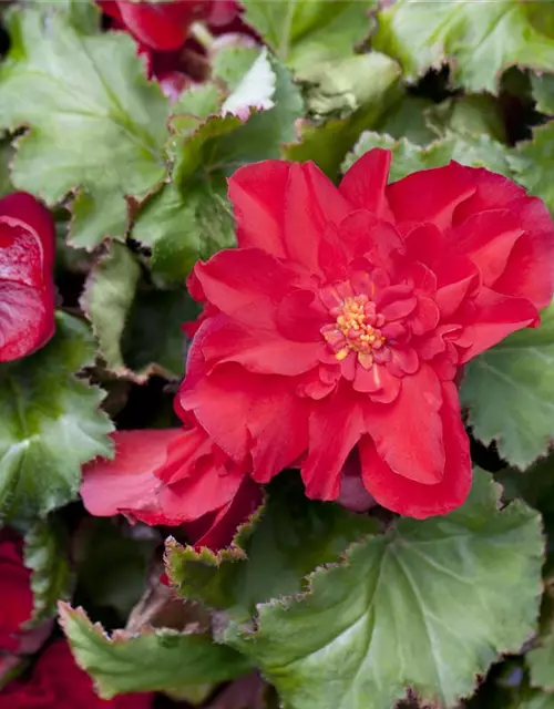 Begonia x tuberhybrida