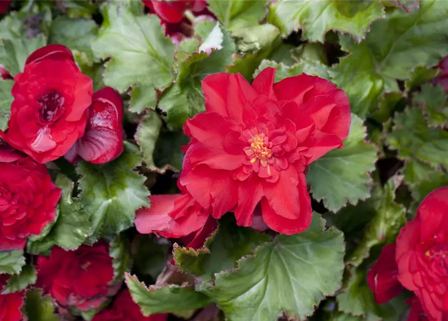 Begonia x tuberhybrida