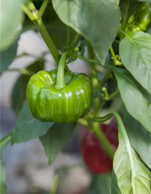 Capsicum annuum