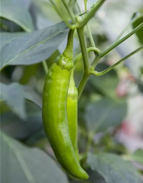 Capsicum annuum