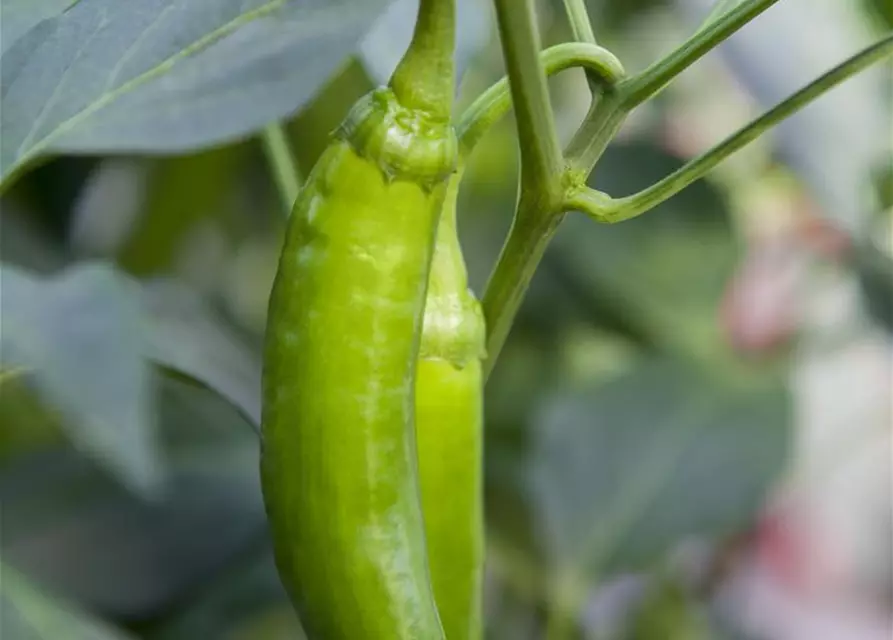 Capsicum annuum