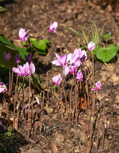 Cyclamen hederifolium