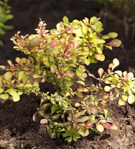 Berberis thunbergii