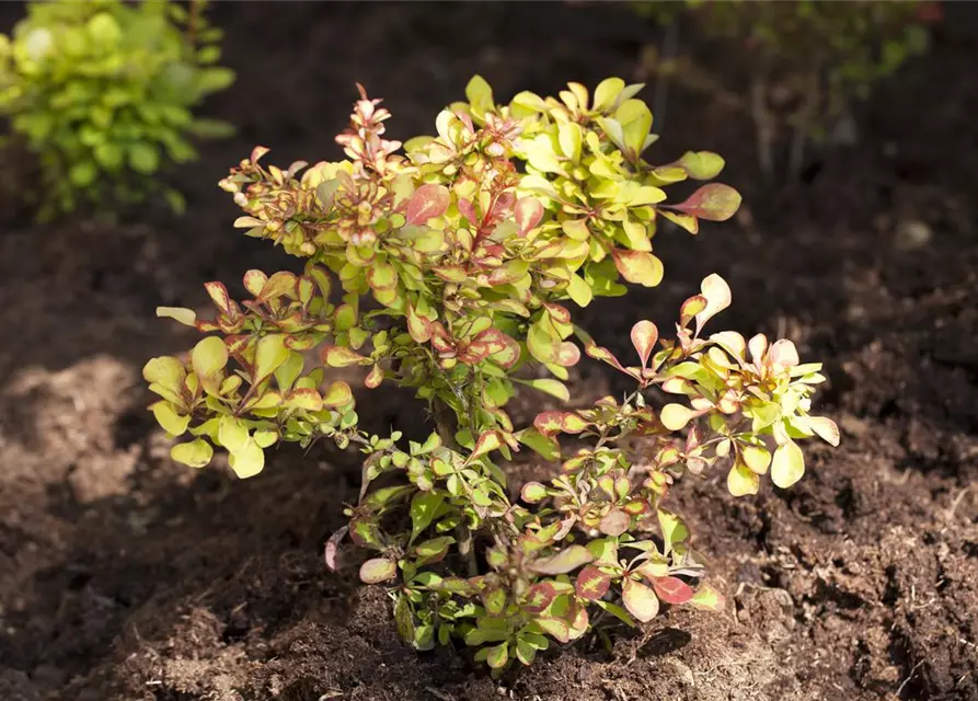 Berberis thunbergii