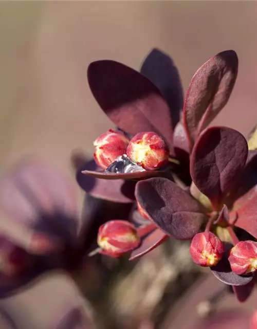 Berberis thunbergii