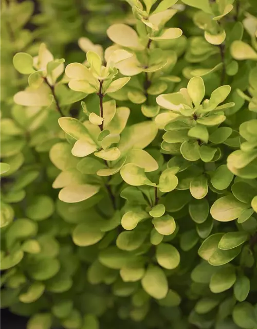 Berberis thunbergii