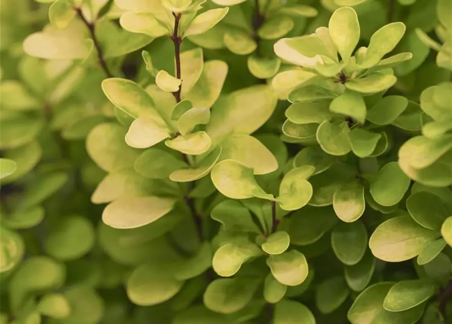 Berberis thunbergii