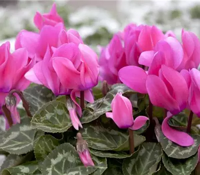 Cyclamen persicum