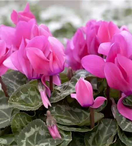 Cyclamen persicum