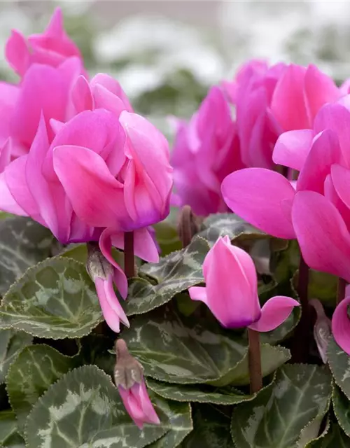 Cyclamen persicum