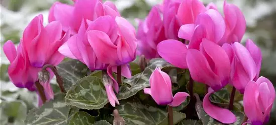 Cyclamen persicum