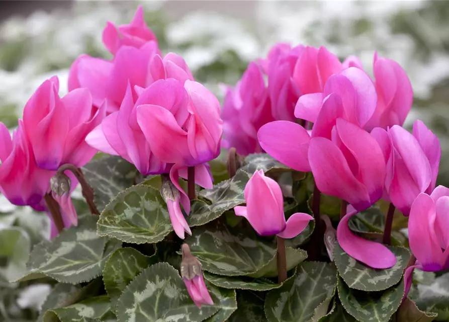 Cyclamen persicum