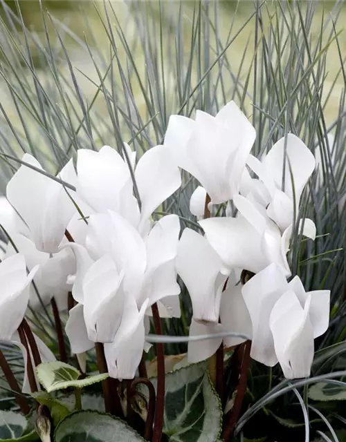 Cyclamen persicum