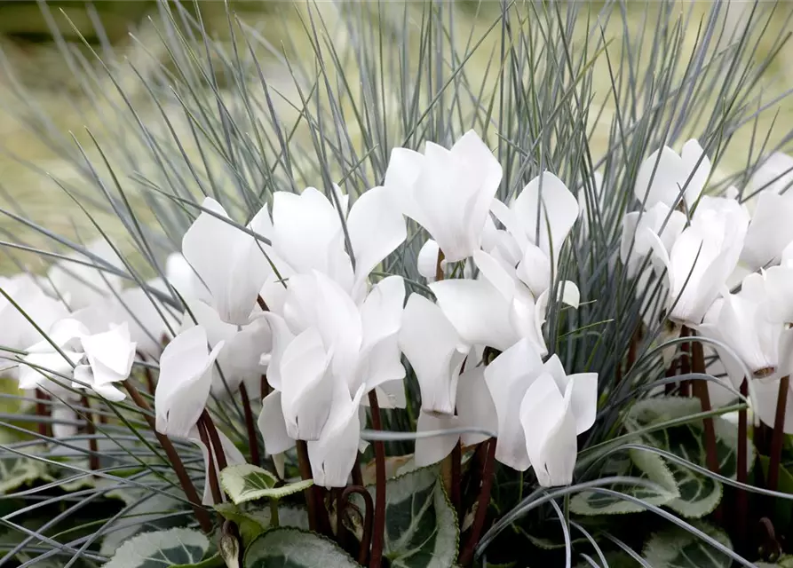 Cyclamen persicum