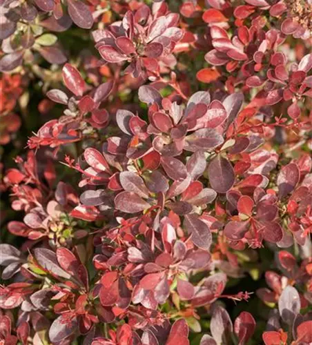 Berberis thunbergii 'Atropurpurea Nana'