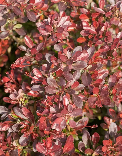 Berberis thunbergii 'Atropurpurea Nana'