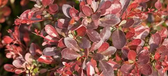 Berberis thunbergii 'Atropurpurea Nana'