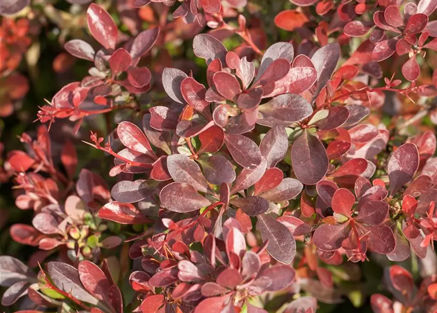 Berberis thunbergii 'Atropurpurea Nana'