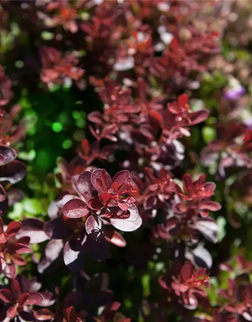 Berberis thunbergii 'Atropurpurea Nana'