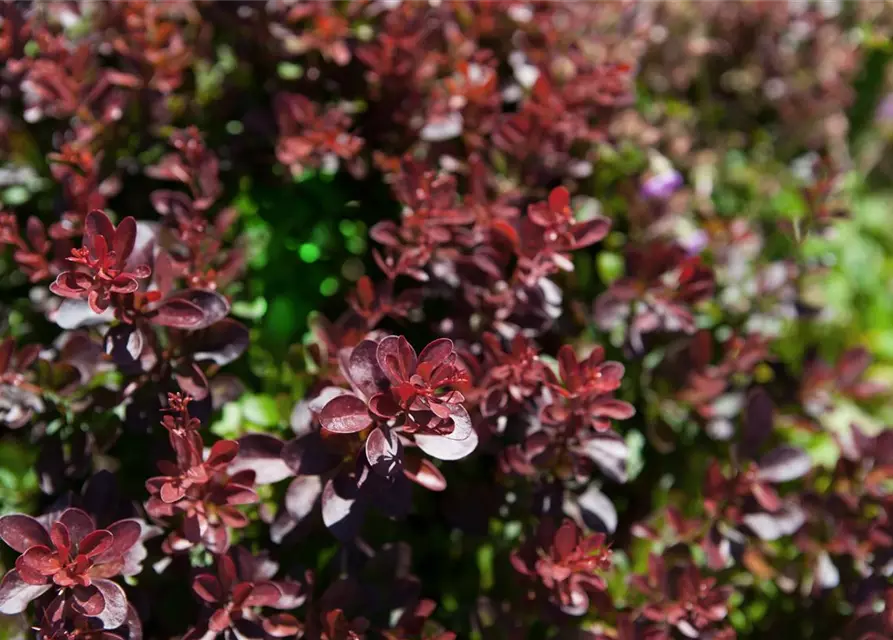 Berberis thunbergii 'Atropurpurea Nana'