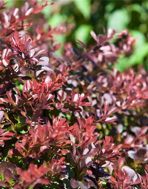 Berberis thunbergii 'Atropurpurea Nana'