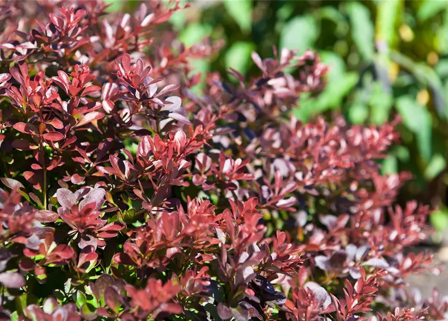 Berberis thunbergii 'Atropurpurea Nana'