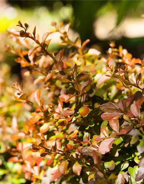 Berberis thunbergii 'Atropurpurea Nana'