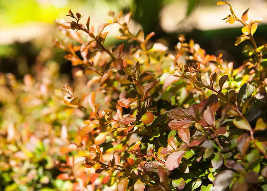 Berberis thunbergii 'Atropurpurea Nana'