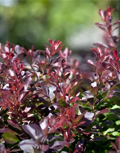 Berberis thunbergii 'Atropurpurea Nana'