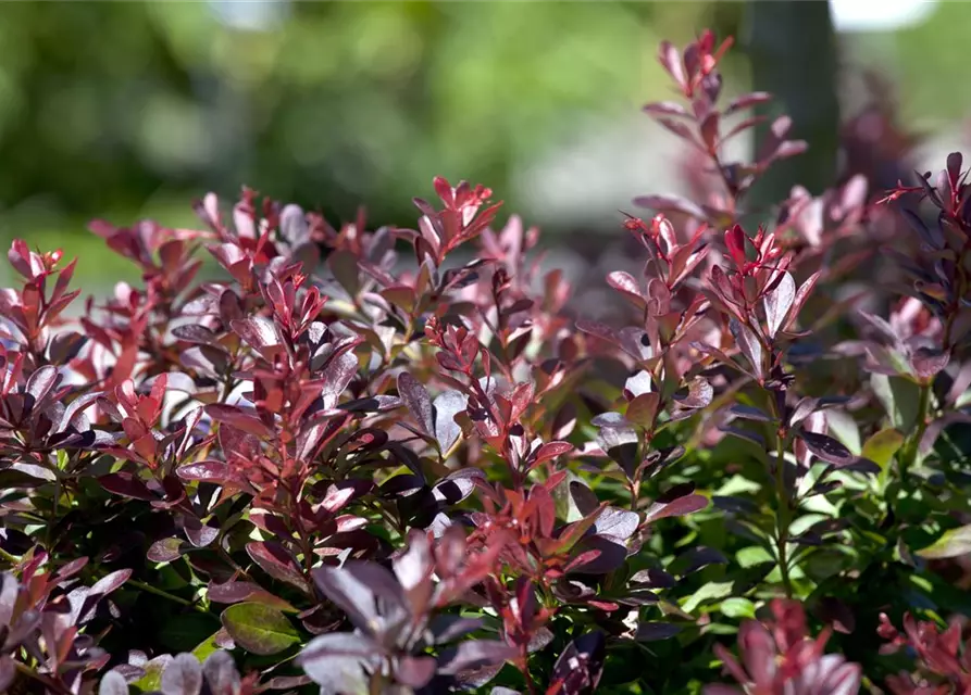 Berberis thunbergii 'Atropurpurea Nana'