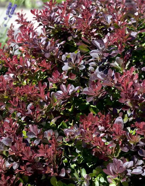 Berberis thunbergii 'Atropurpurea Nana'