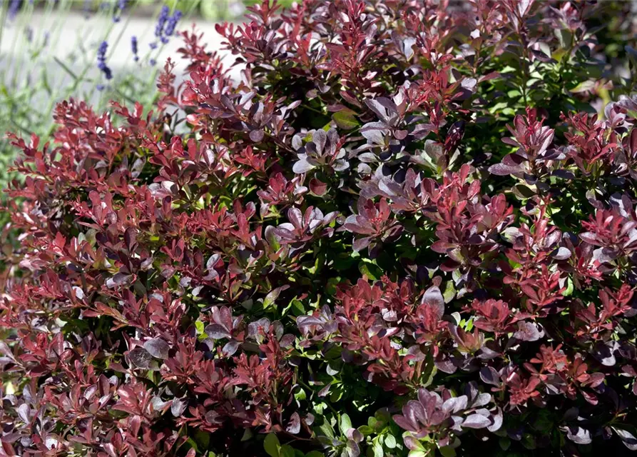 Berberis thunbergii 'Atropurpurea Nana'