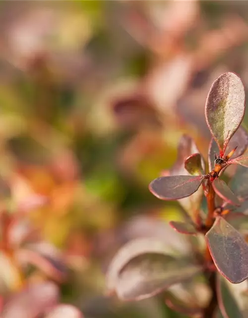 Berberis thunbergii 'Atropurpurea Nana'