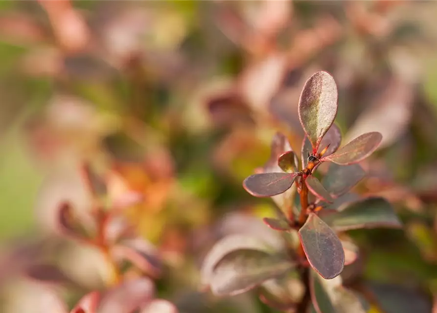 Berberis thunbergii 'Atropurpurea Nana'