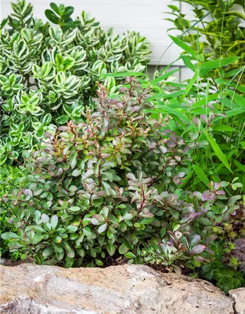 Berberis thunbergii 'Atropurpurea Nana'