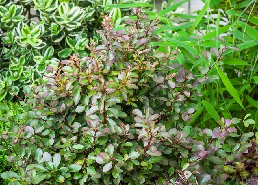 Berberis thunbergii 'Atropurpurea Nana'