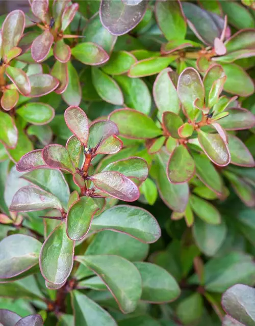 Berberis thunbergii 'Atropurpurea Nana'