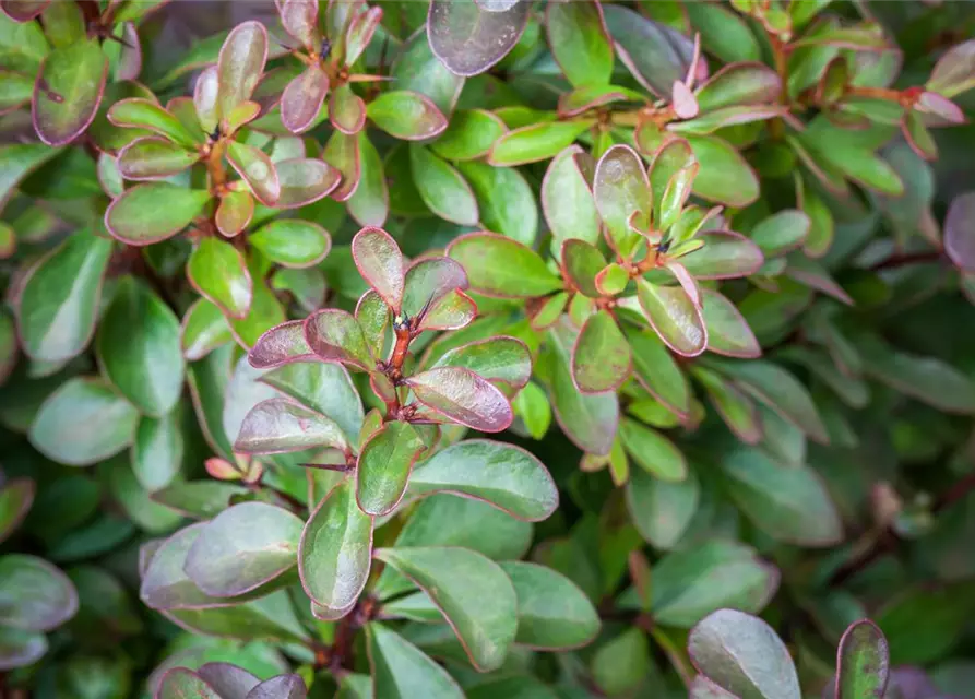 Berberis thunbergii 'Atropurpurea Nana'