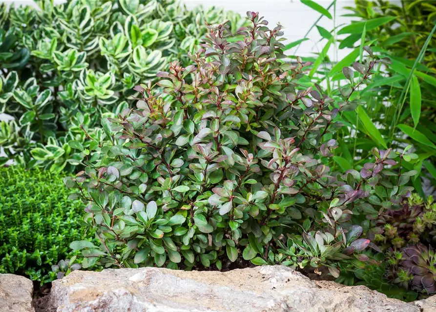 Berberis thunbergii 'Atropurpurea Nana'