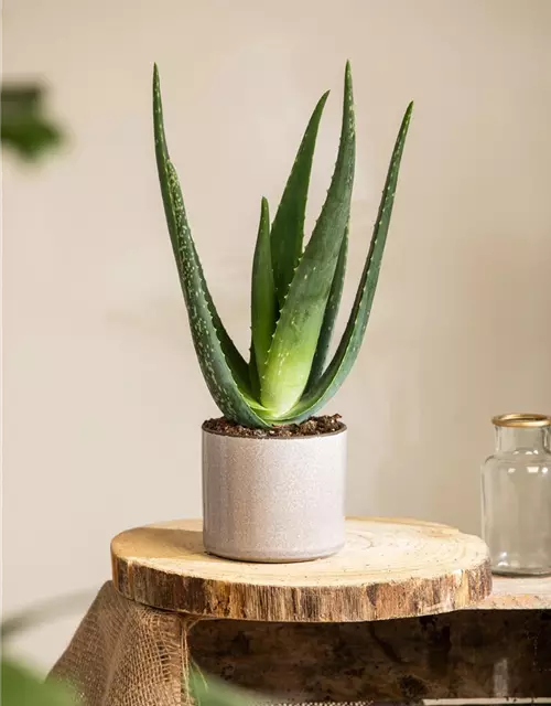 Aloe vera