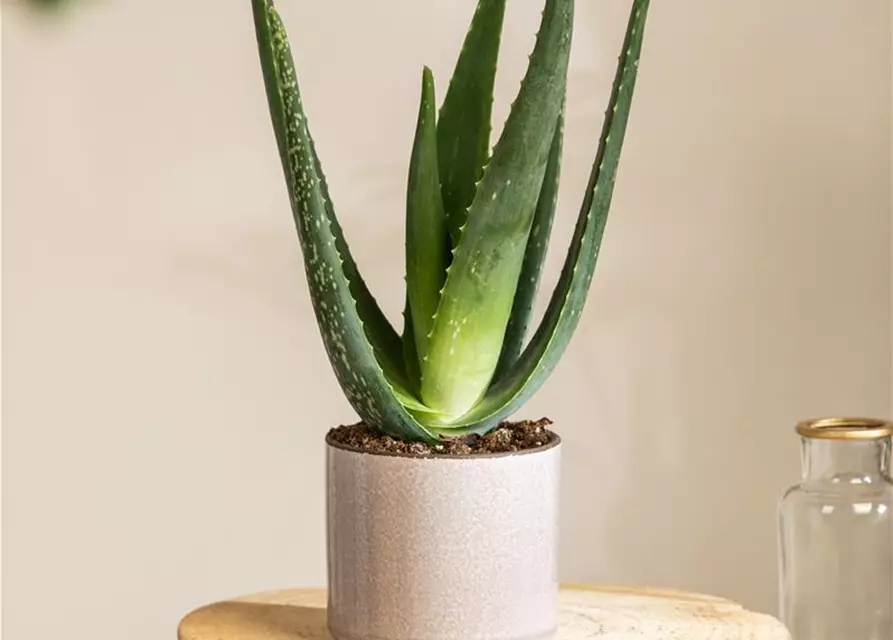 Aloe vera