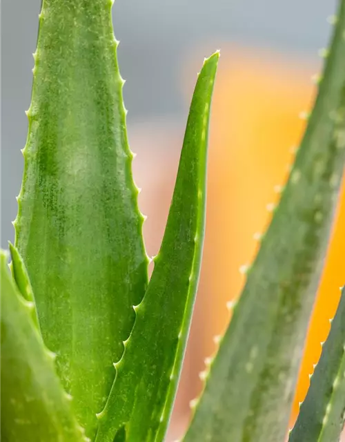 Aloe vera