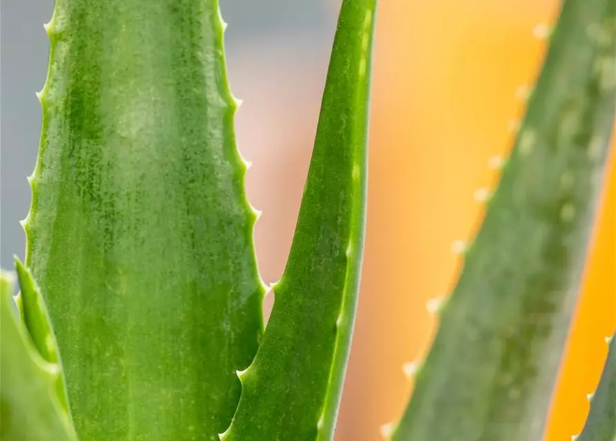 Aloe vera