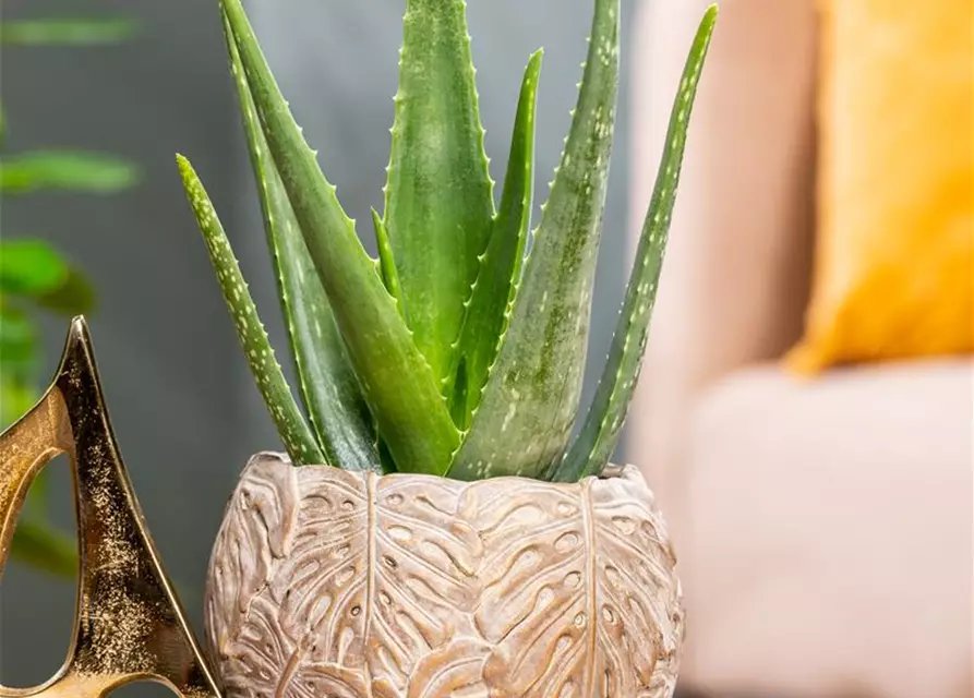 Aloe vera