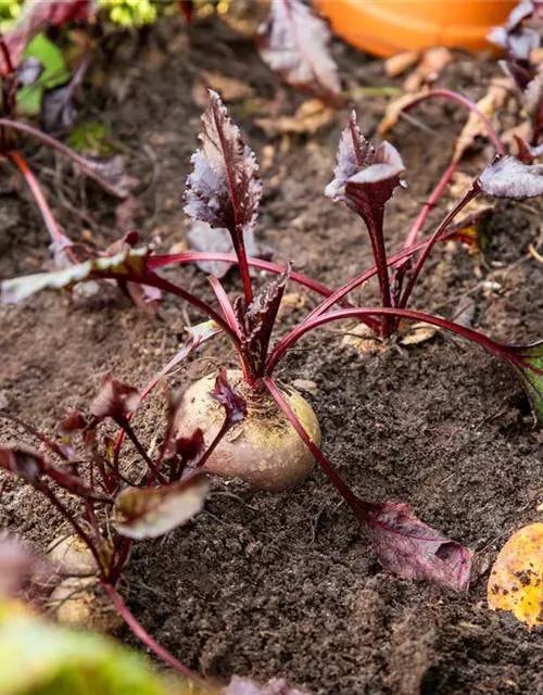 Beta vulgaris ssp. vulgaris